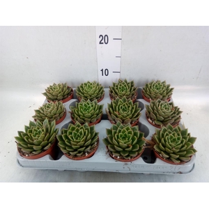 Echeveria   ...not flowering