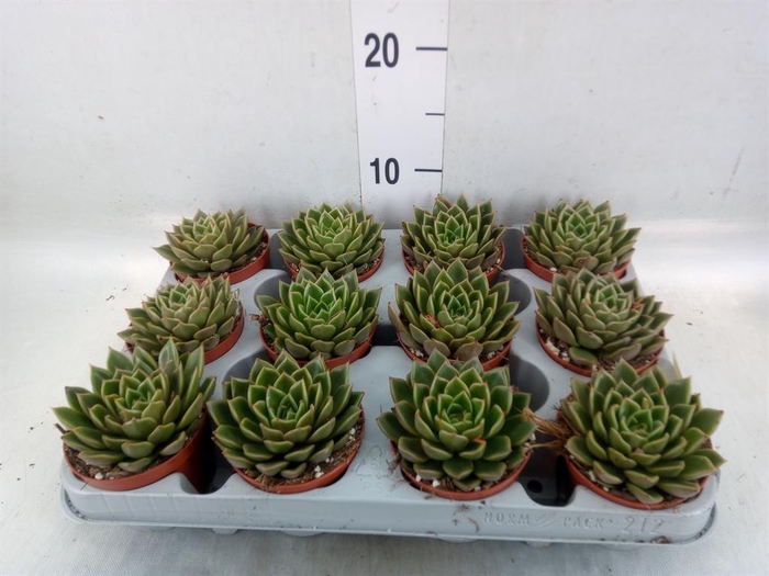 <h4>Echeveria   ...not flowering</h4>