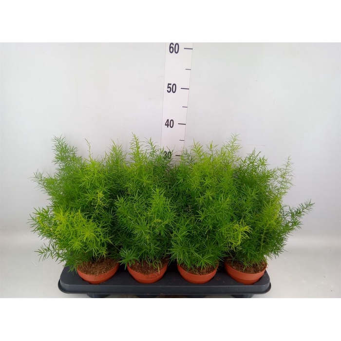 <h4>Asparagus dens. 'Mazeppa'</h4>