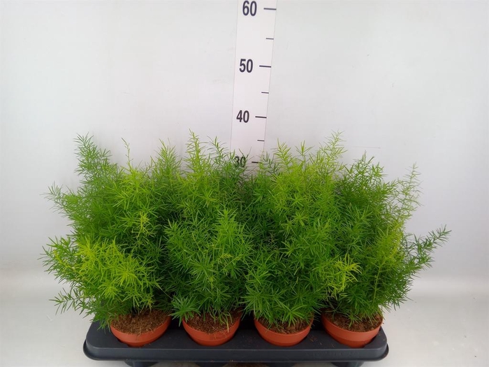 Asparagus dens. 'Mazeppa'