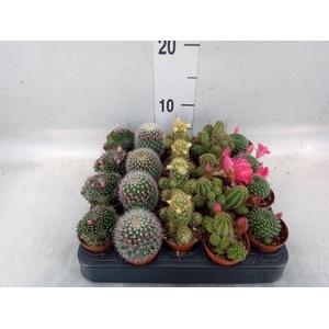 Cactus   ...flowering mix