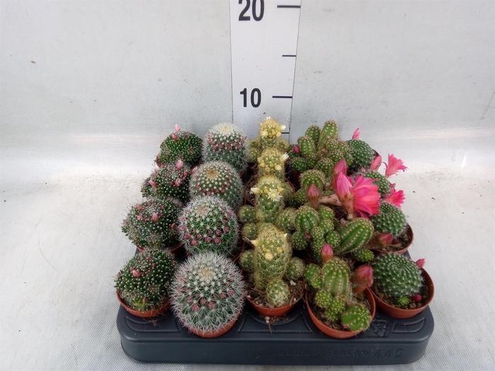 <h4>Cactus   ...flowering mix</h4>