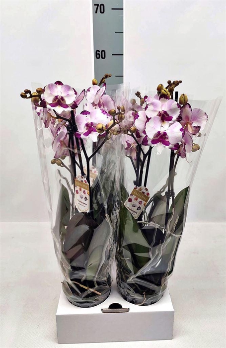 <h4>Phalaenopsis   ...white</h4>