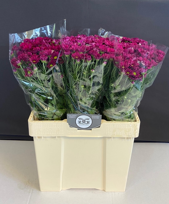 <h4>CHR T PURPLE STAR</h4>