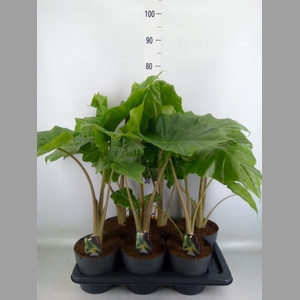 Alocasia  'Portodora'