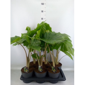 Alocasia  'Portodora'