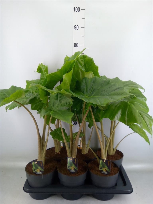 <h4>Alocasia  'Portodora'</h4>