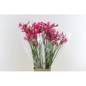 Nerine Bo Sanne