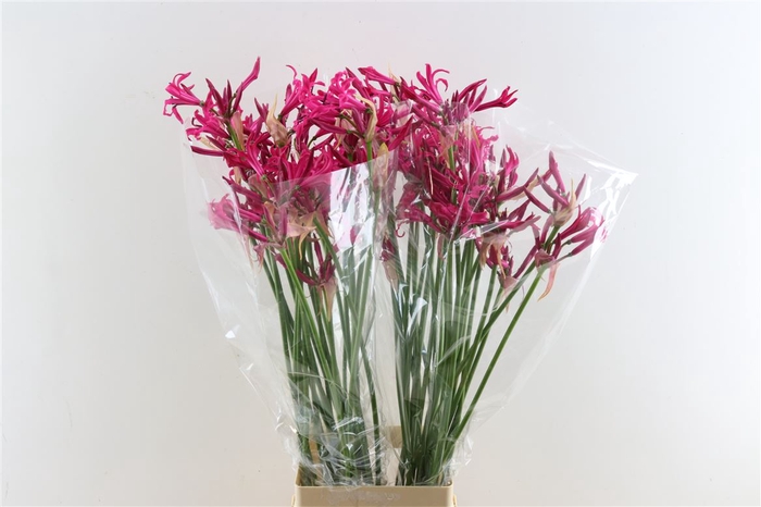 Nerine Bo Sanne