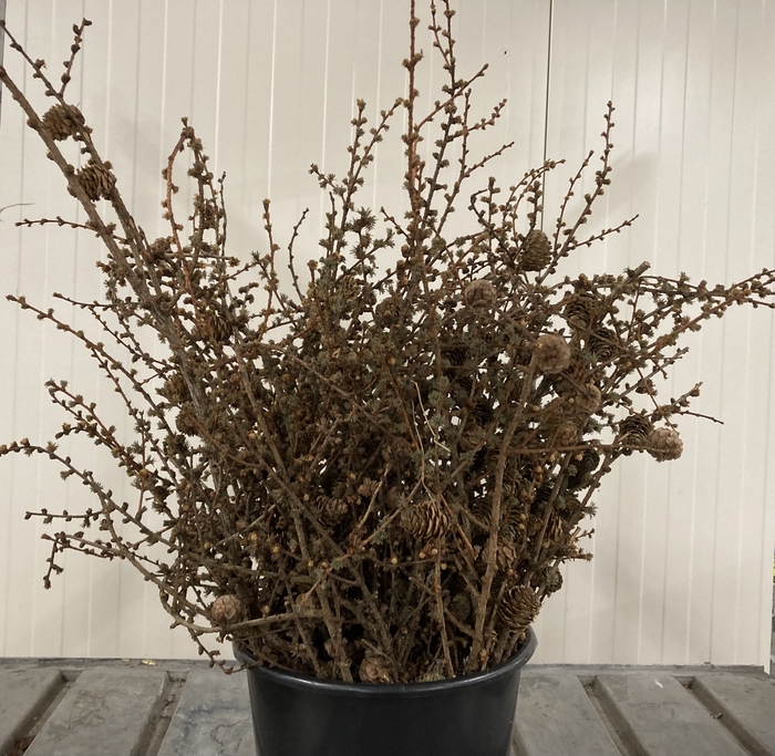 Larix Cones Per Bunch