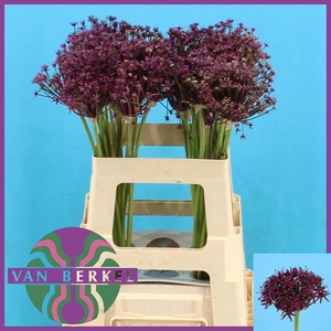 ALLIUM CHERRY