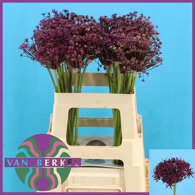 <h4>ALLIUM CHERRY</h4>