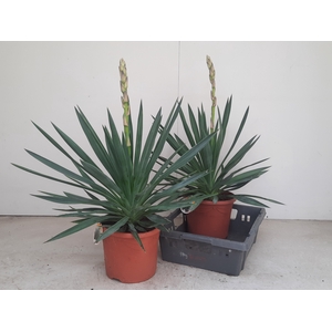 YUCCA GLORIOSA