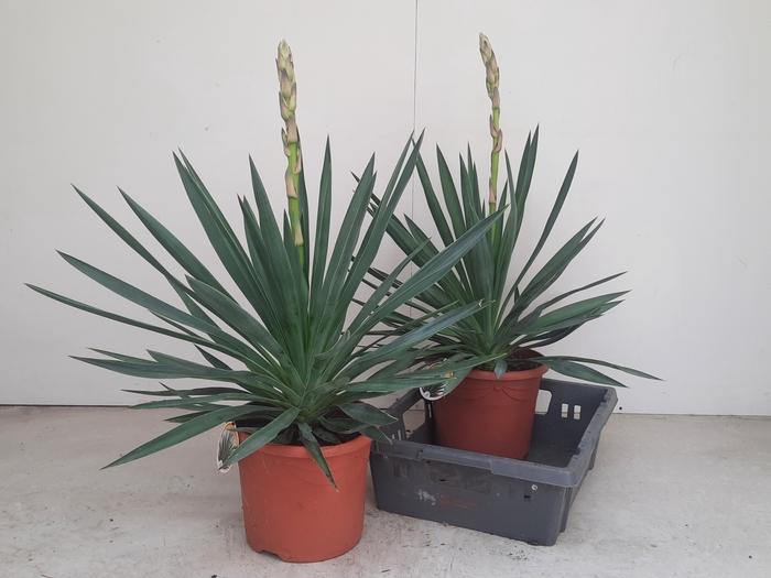 <h4>YUCCA GLORIOSA</h4>