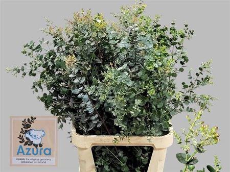 <h4>Euca Gunny Azura</h4>