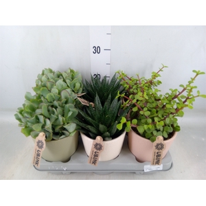 Succulents   ...