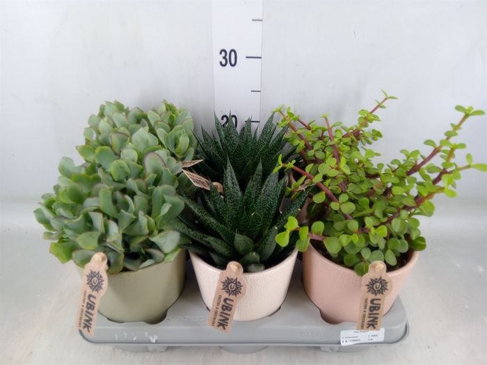 <h4>Succulents   ...</h4>