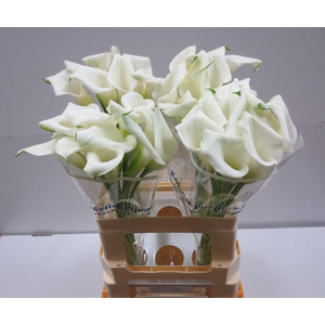 Calla Crystal Blush