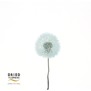 Dried Bleached Dandelion Regular Sky Blue