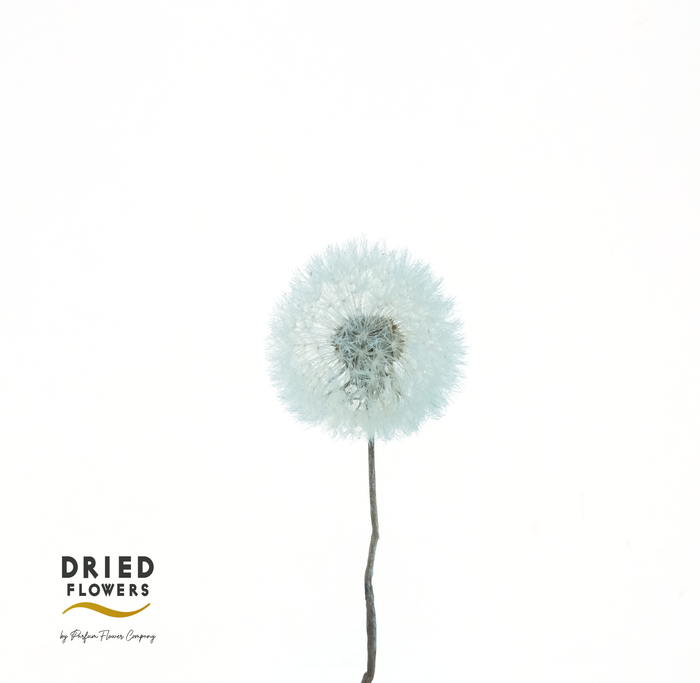 <h4>Dried Bleached Dandelion Regular Sky Blue</h4>