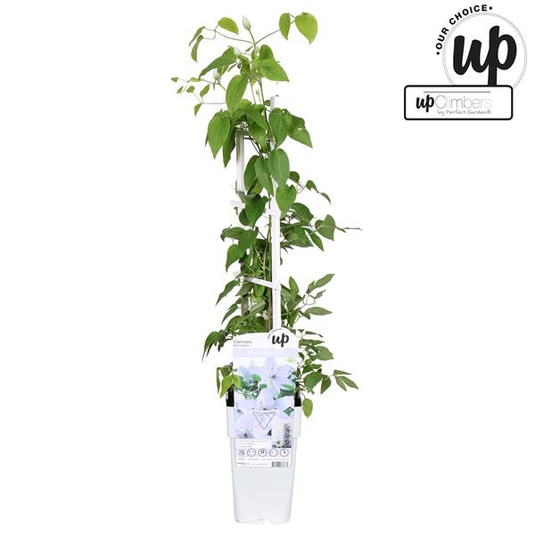 <h4>Clematis Bernadine P15</h4>