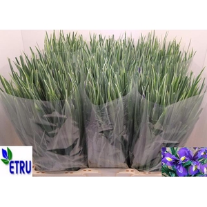 IRIS BLUE MAGIC