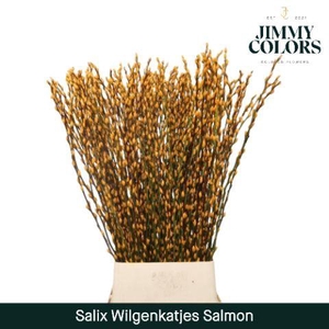 Salix Katjes L120 Salmon