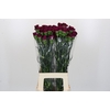 Dianthus St Purple Damascus