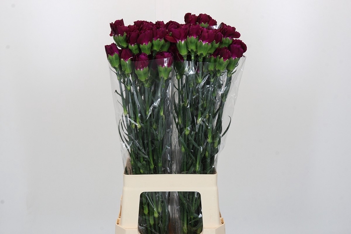 Dianthus St Purple Damascus