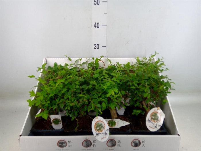 <h4>Bonsai   ...mix</h4>