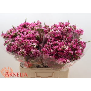 Chamelaucium Nina's Delight