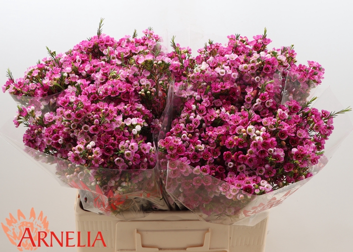 <h4>Chamelaucium Nina's Delight</h4>