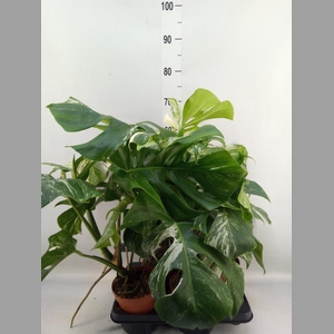 Monstera delic. 'Variegata'
