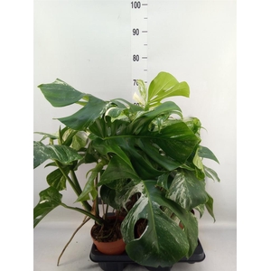 Monstera delic. 'Variegata'