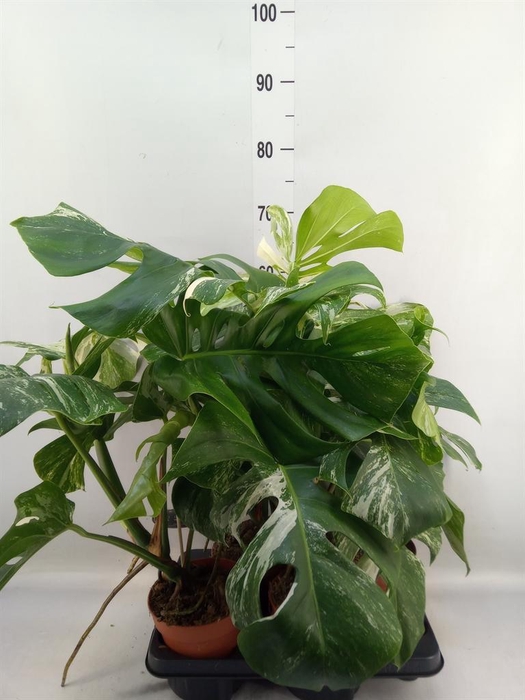 <h4>Monstera delic. 'Variegata'</h4>