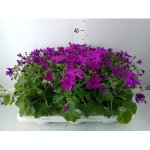 Pericallis cr. 'Senetti Magenta'