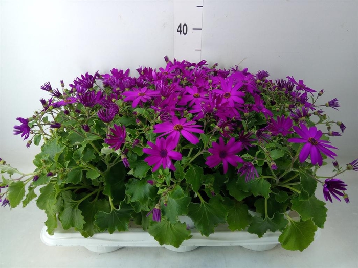 <h4>Pericallis cr. 'Senetti Magenta'</h4>