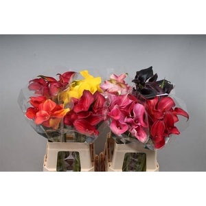 Calla Mix In Bucket Double Kallaland