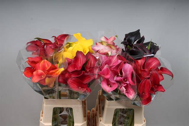 <h4>Calla Mix In Bucket Double Kallaland</h4>
