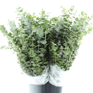 Euca Pulverulenta 200gr