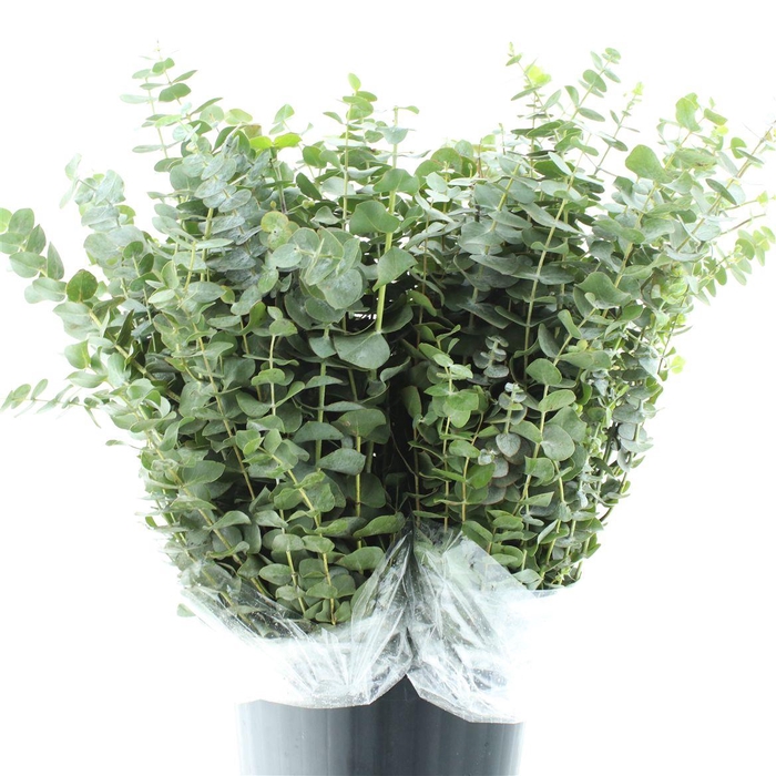 <h4>Euca Pulverulenta 200gr</h4>