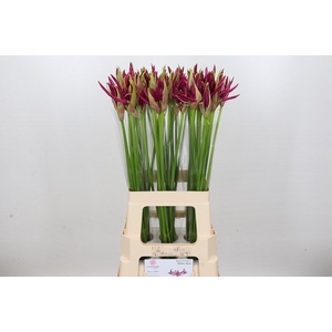 Nerine Mister Nick