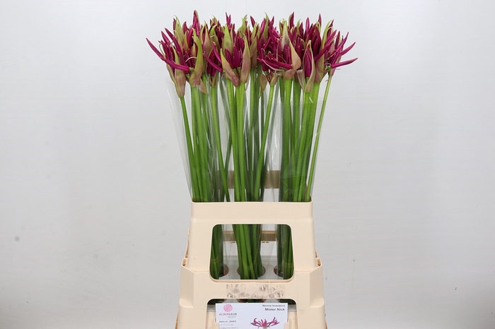 <h4>Nerine Mister Nick</h4>
