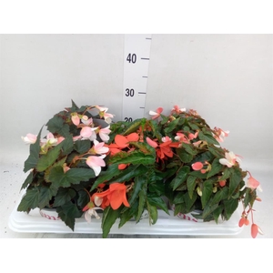 Begonia boliv. 'Dreams'   ...mix