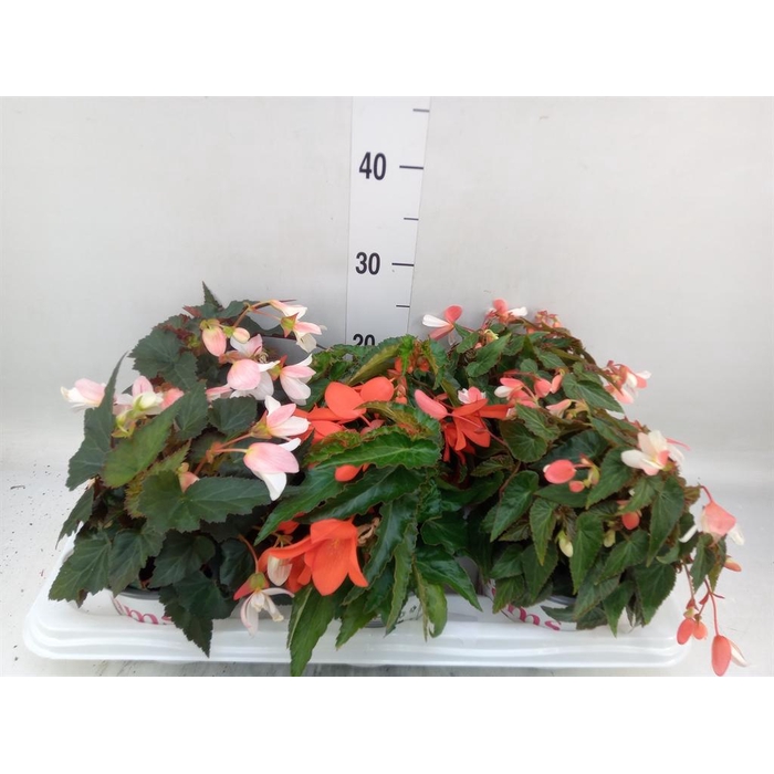 <h4>Begonia boliv. 'Dreams'   ...mix</h4>