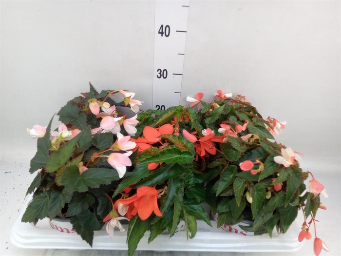 Begonia boliv. 'Dreams'   ...mix