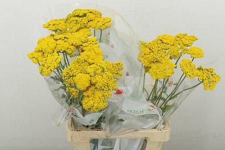 <h4>ACHIL F PARK VARIETY</h4>