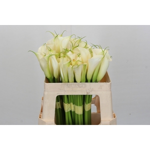 Zantedeschia Eydolls White