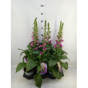 Digitalis purp.