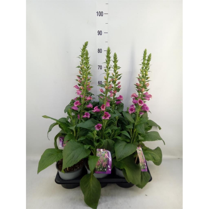 <h4>Digitalis purp.</h4>